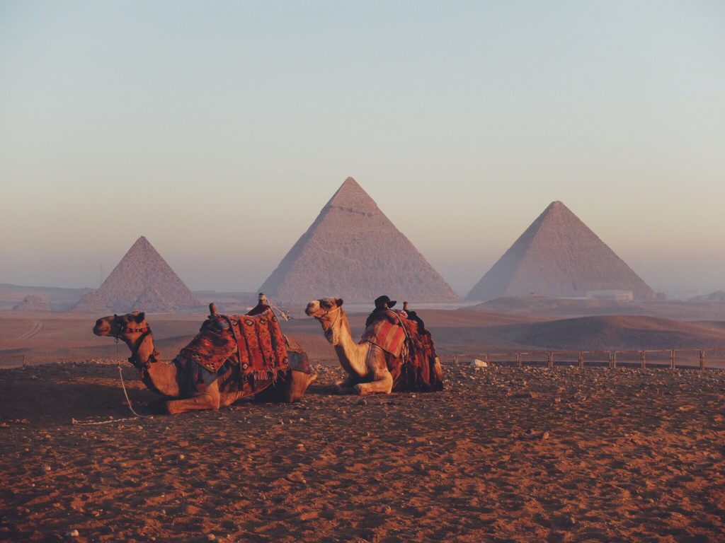 Chameau et Pyramides d'Egypte