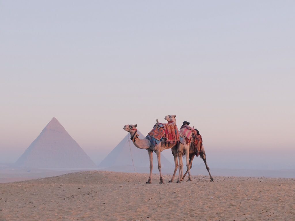 Chameau et Pyramides d'Egypte