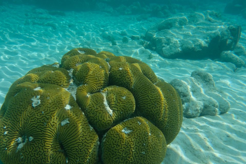 coraux des iles san blas à l'île el diablo