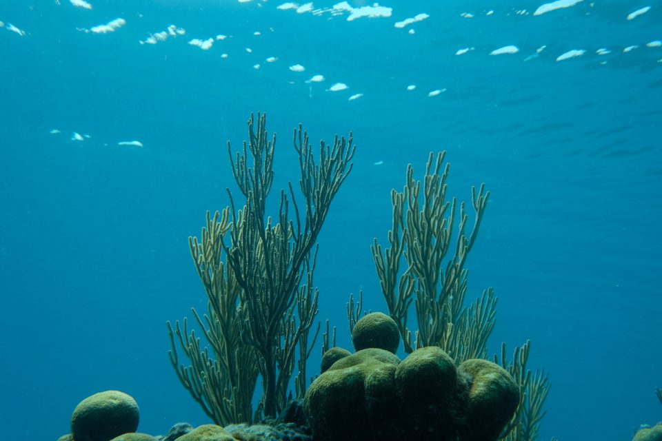 coraux des iles san blas à l'île el diablo