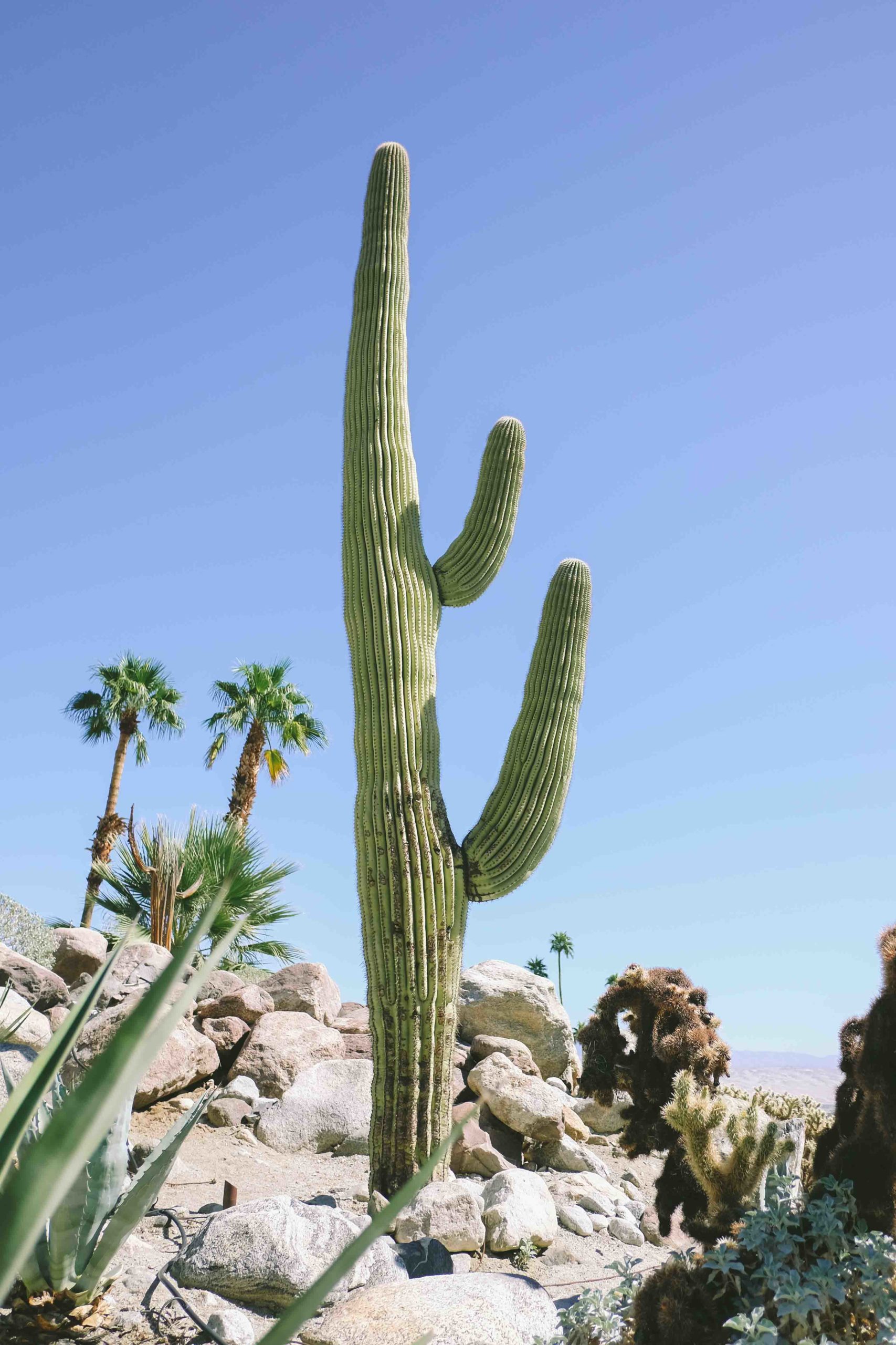 cactus de Palm Springs