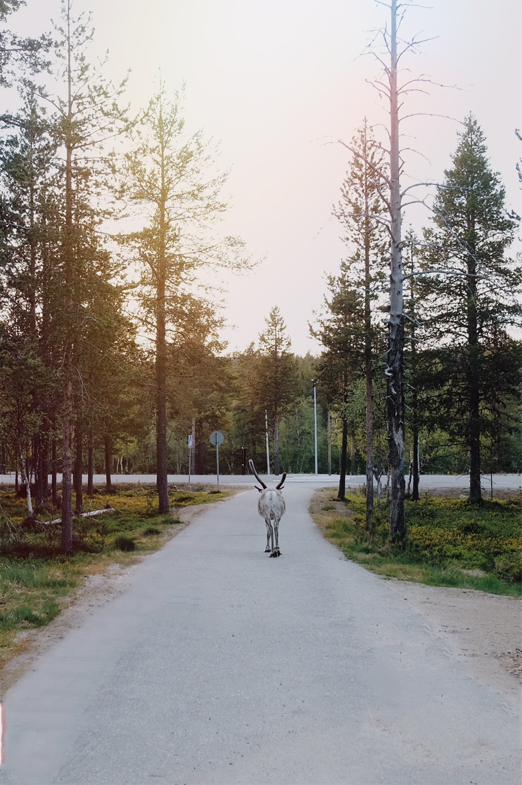 rennes en Laponie l'été