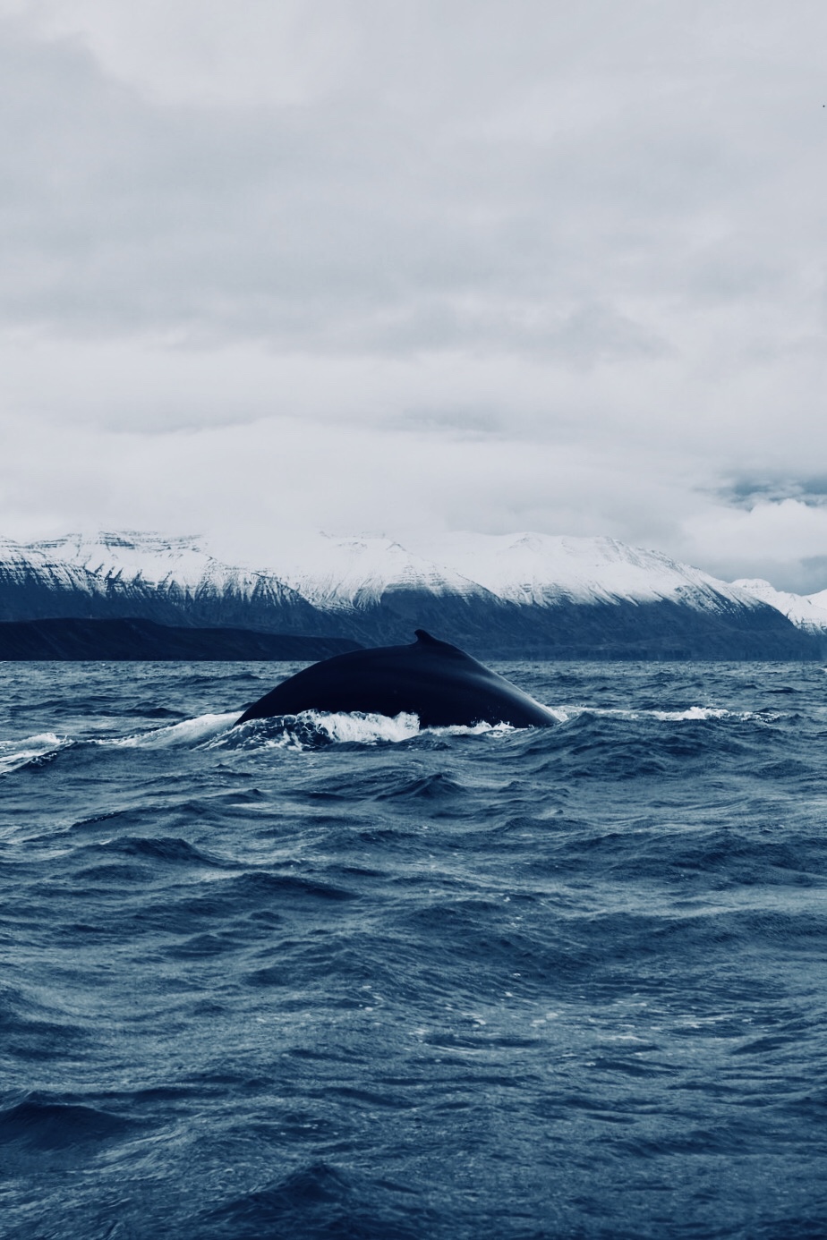 Les baleines en Islande