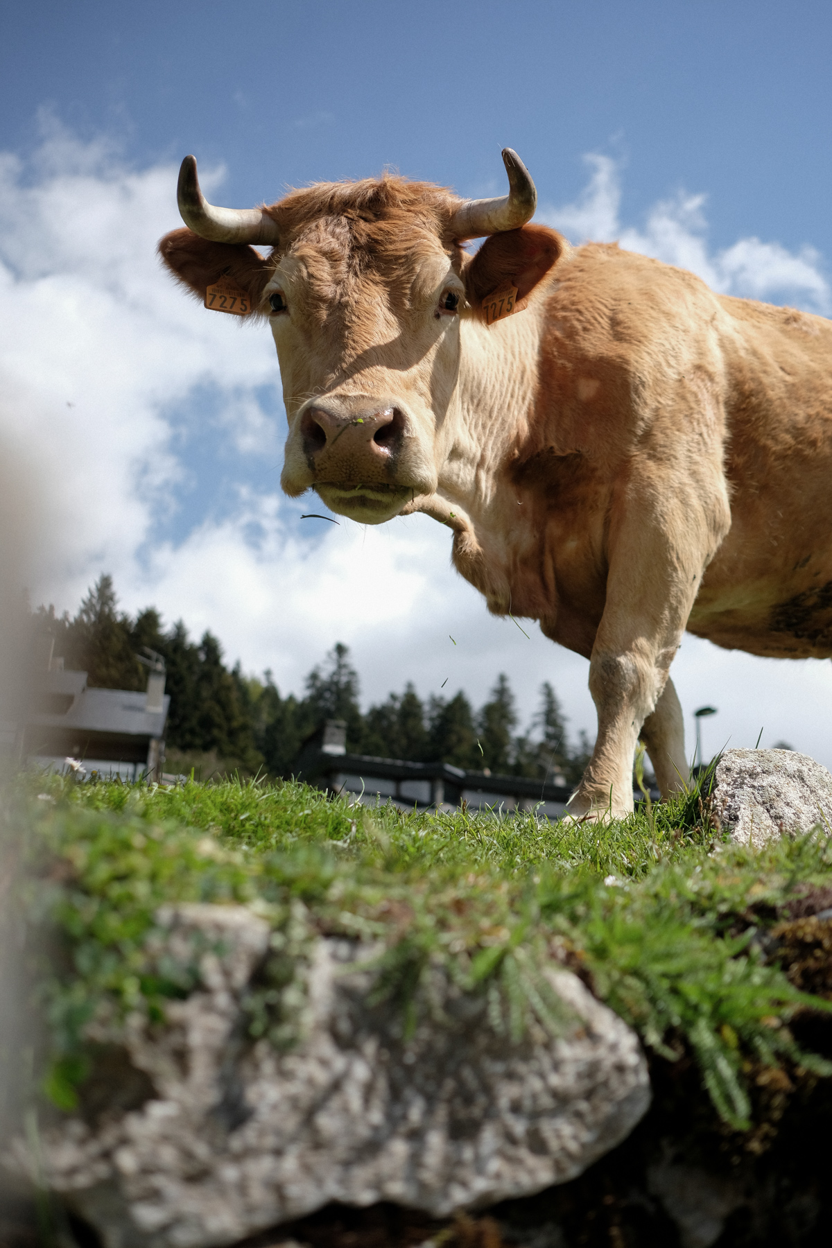 Vache Pyrénées