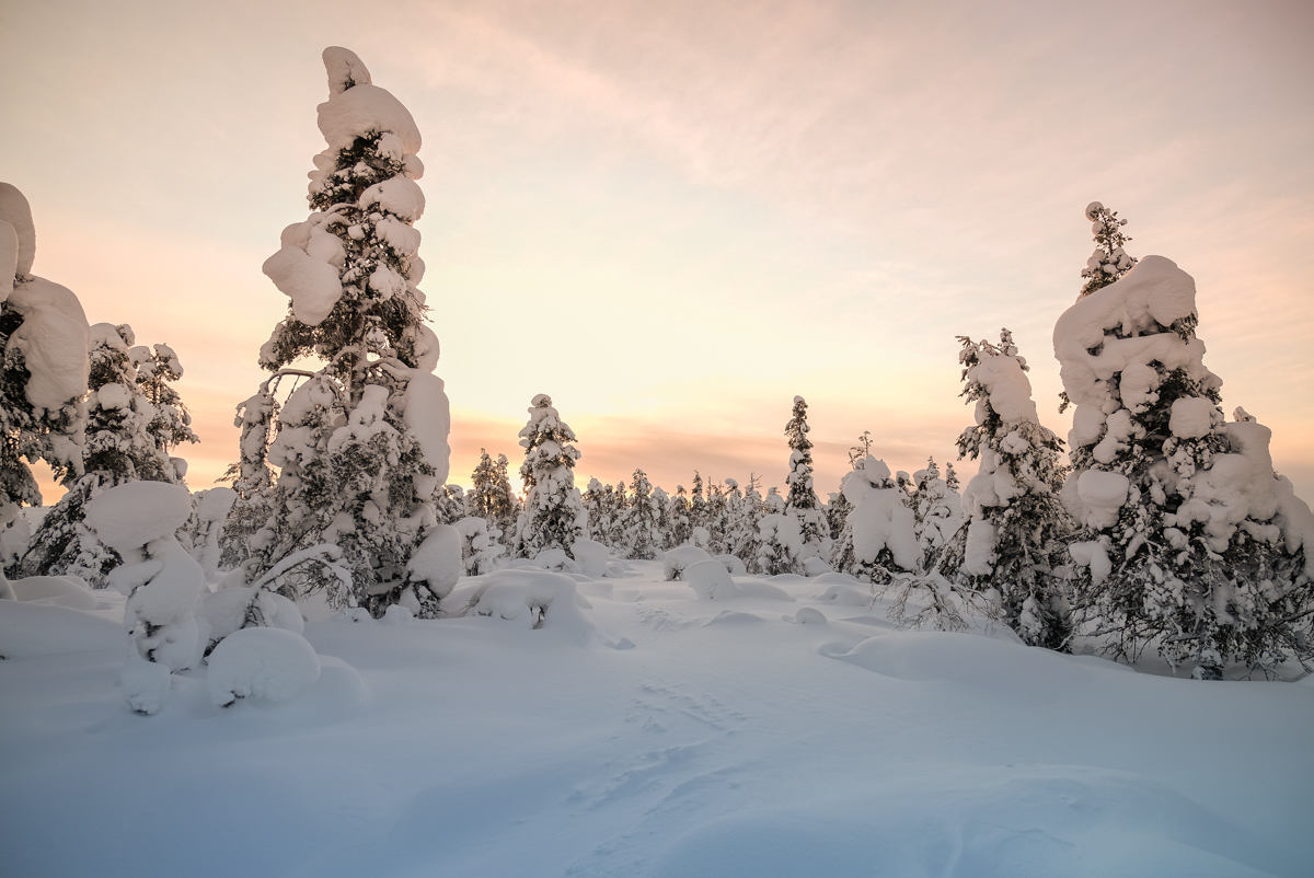 lever de soleil dans les sapins enneigés en Laponie Finlandaise du coté de kiilopaa