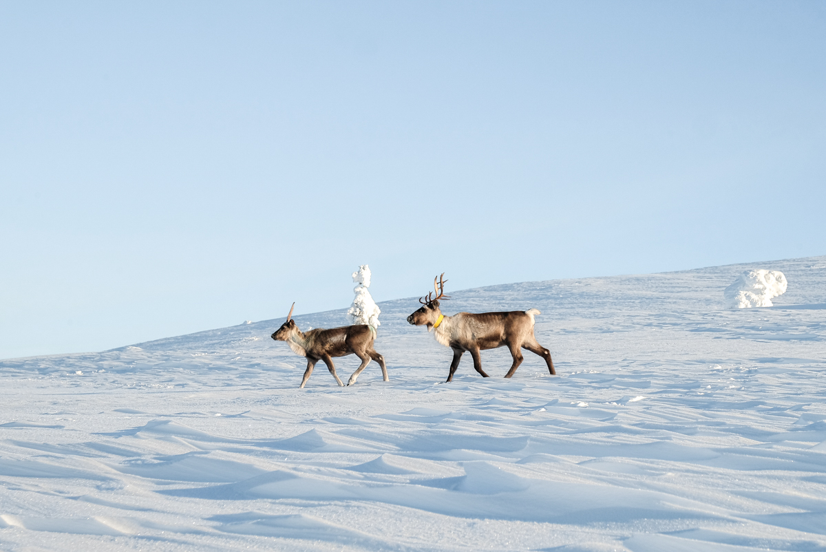 rennes en Laponie l'hiver